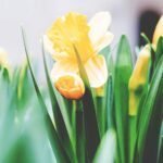 yellow daffodil flowers in bloom in spring