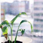 a potted plant sitting on top of a window sill