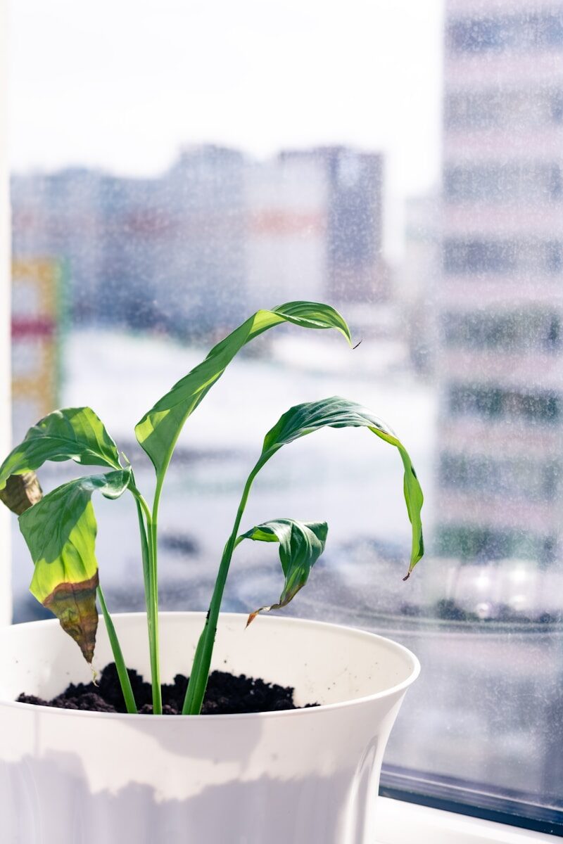 a potted plant sitting on top of a window sill